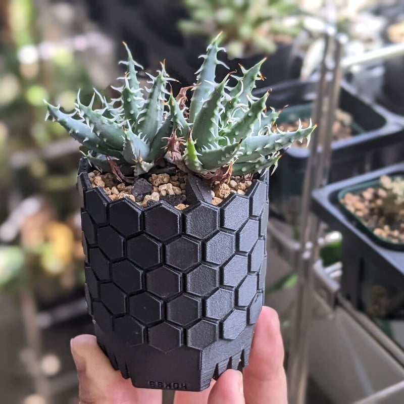 SSN鉢60mm 鉢ガチャ（全13種類） | SSN