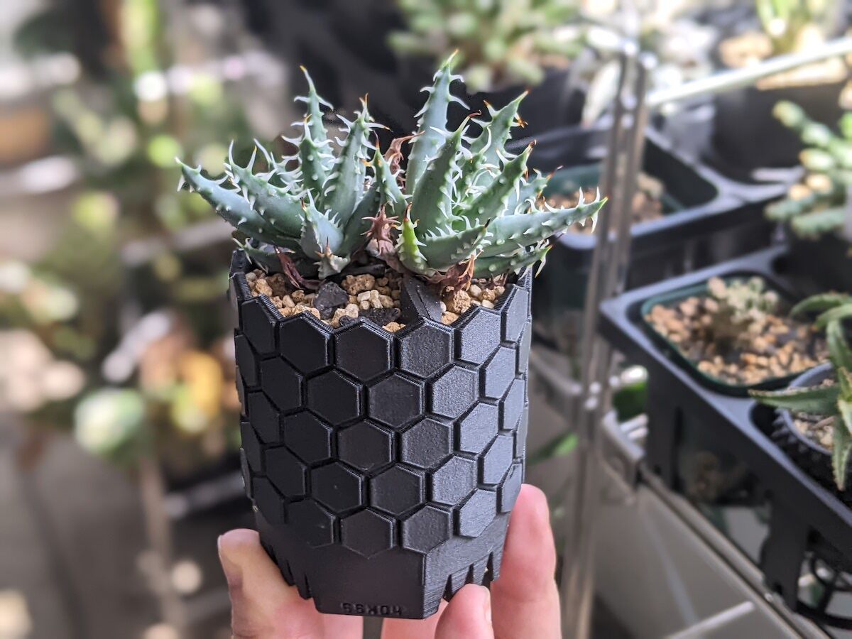 SSN鉢60mm 鉢ガチャ（全6種類） | SSN