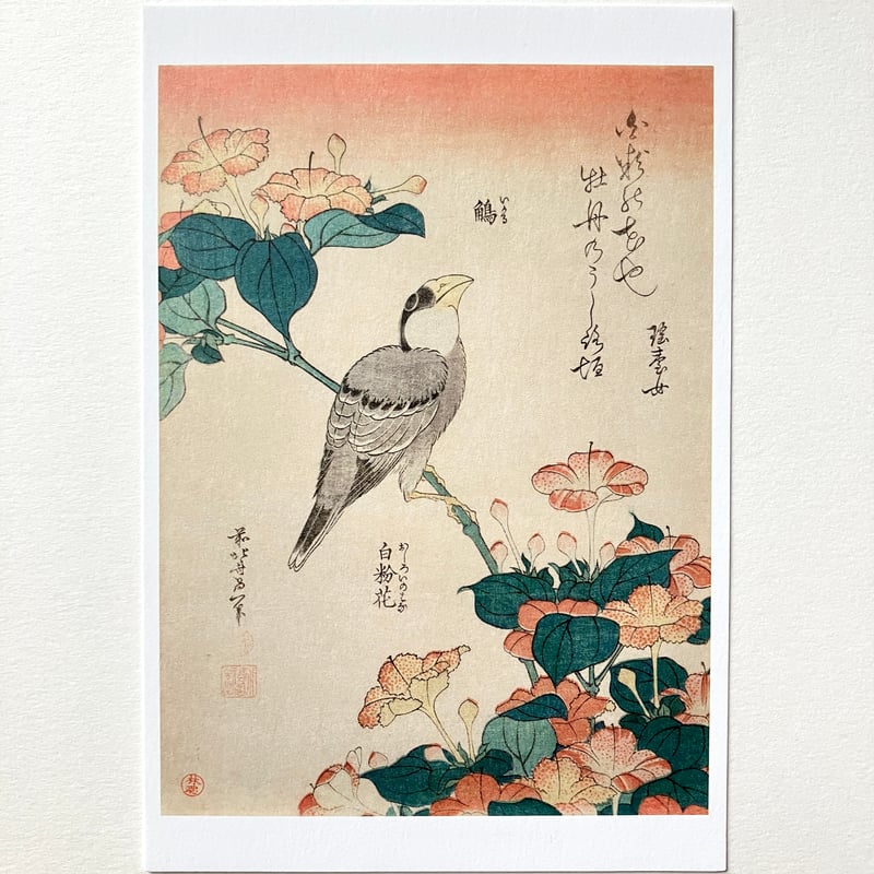 絵描きhiro C 「籠の鳥と花」 葛飾北斎 花鳥画はがきセット（4図各1枚入） | THE SUMIDA