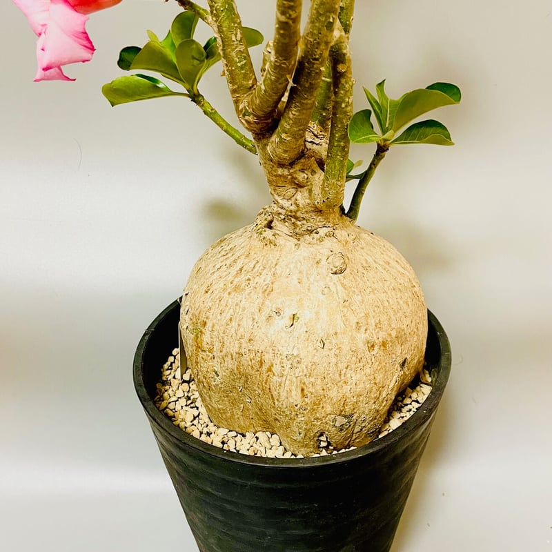 現品】塊根植物 アデニウム ソマレンセ 8号鉢 現品】塊根植物