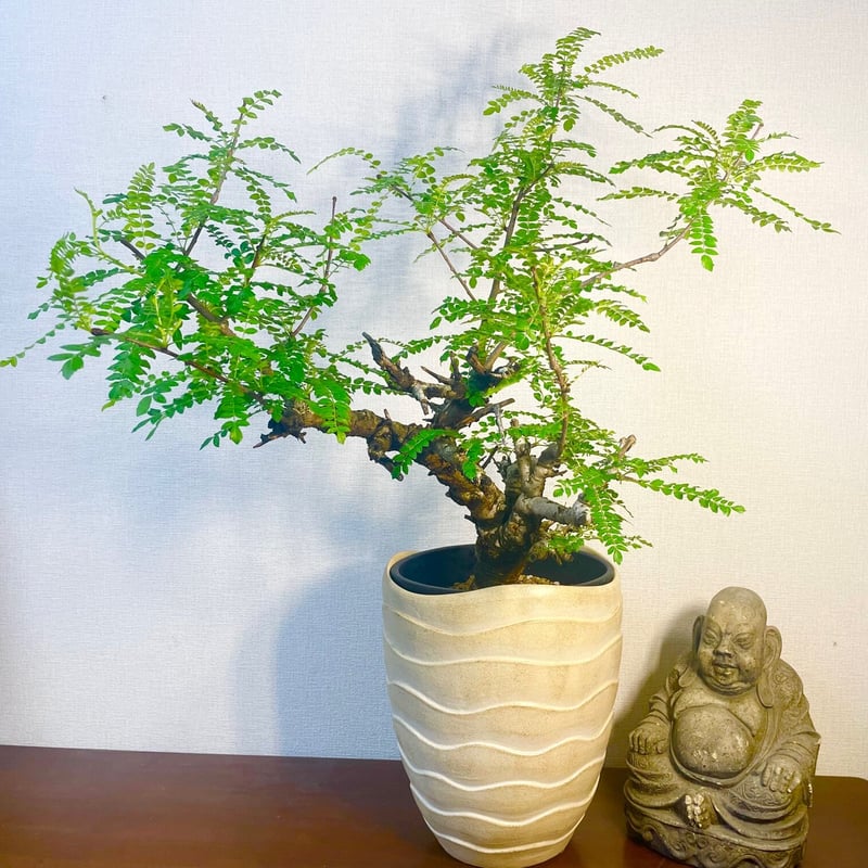 ば*ん様 ボスウェリア ネグレクタ　作家鉢 ボスウェリア・ネグレクタ | 多肉植物・特別な鉢の販売