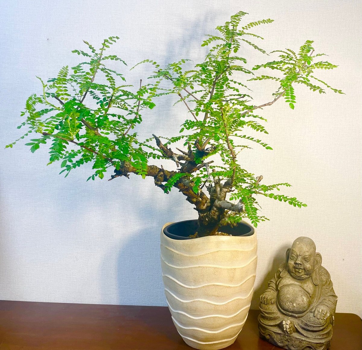 ボスウェリア ネグレクタ | 奇木怪塊