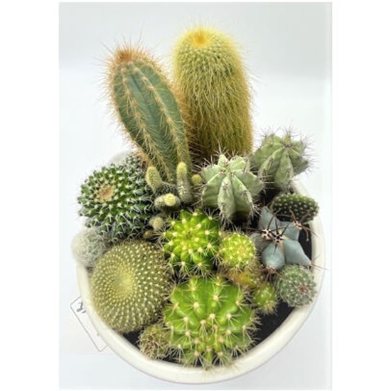 サボテン寄せ植え（中鉢） | 奇木怪塊