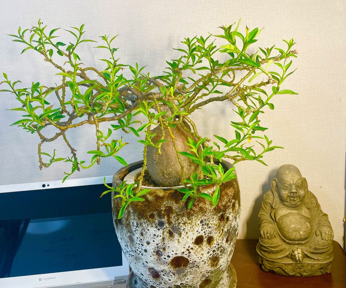 パキポディウムセット2 カクチ デンシ サキュレンタム ロスラツム エブレネウム パキポディウムセット2 カクチ デンシ サキュレンタム