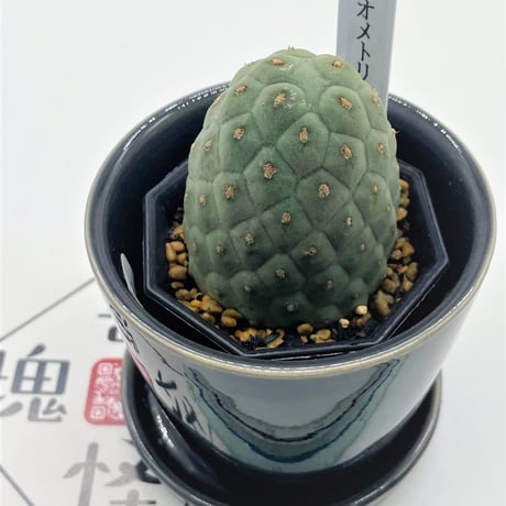 サボテン　ゲオメトリクス