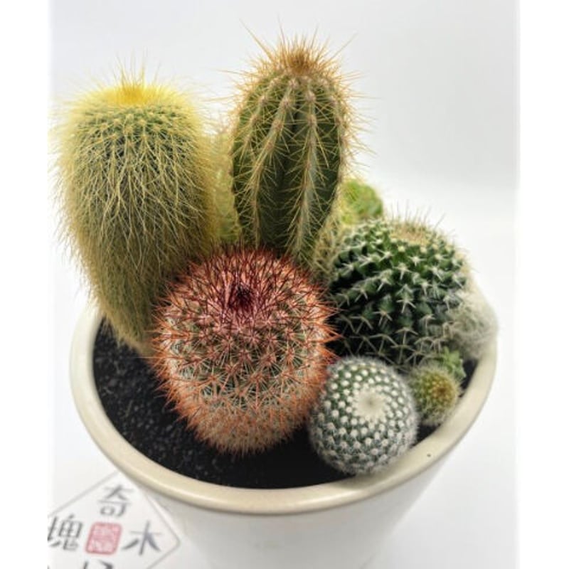 サボテン寄せ植え（中鉢） | 奇木怪塊
