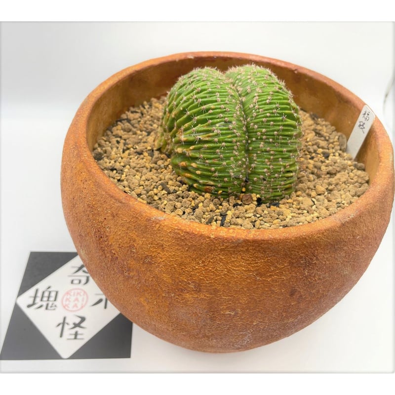 特大　木質化　長期管理 サボテン　Echinopsis sp. 陶器鉢のまま発送 サボテン エキノプシス | 奇木怪塊