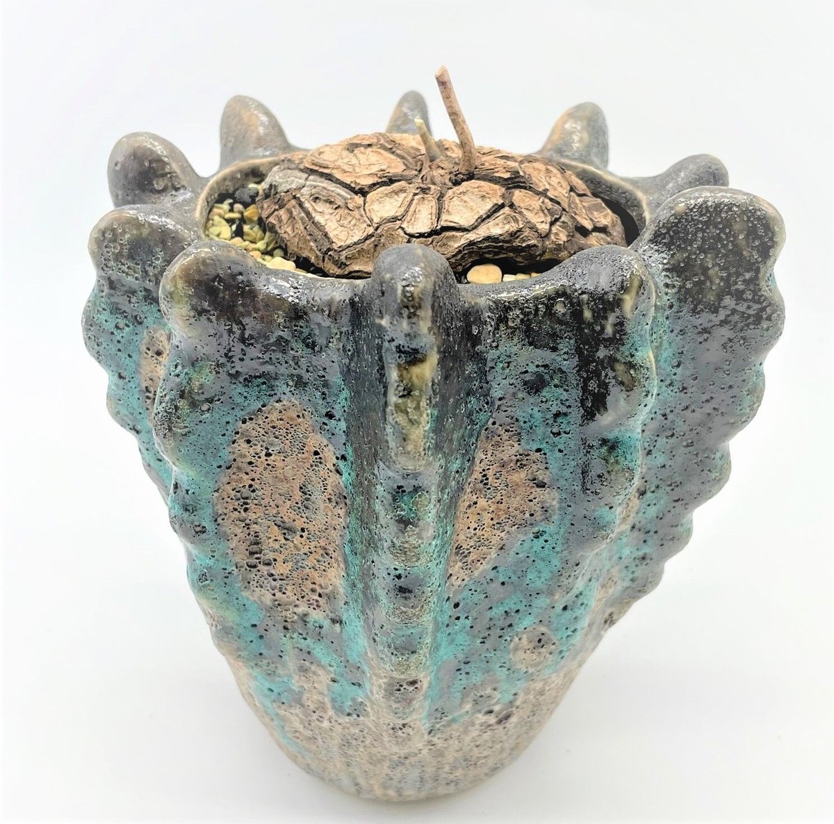 メキシコ亀甲竜 | 奇木怪塊