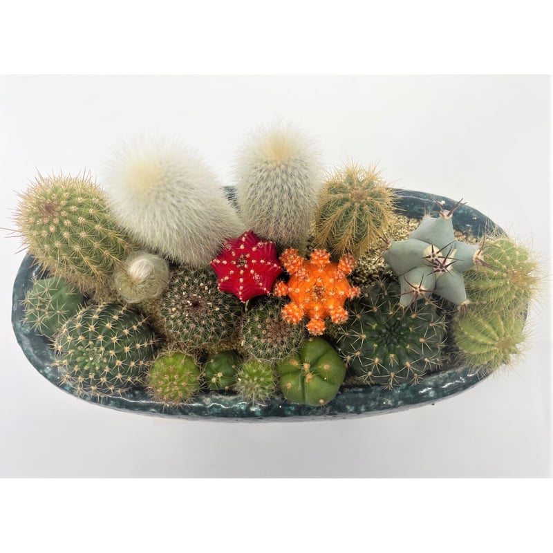 サボテン寄せ植え（大） | 奇木怪塊