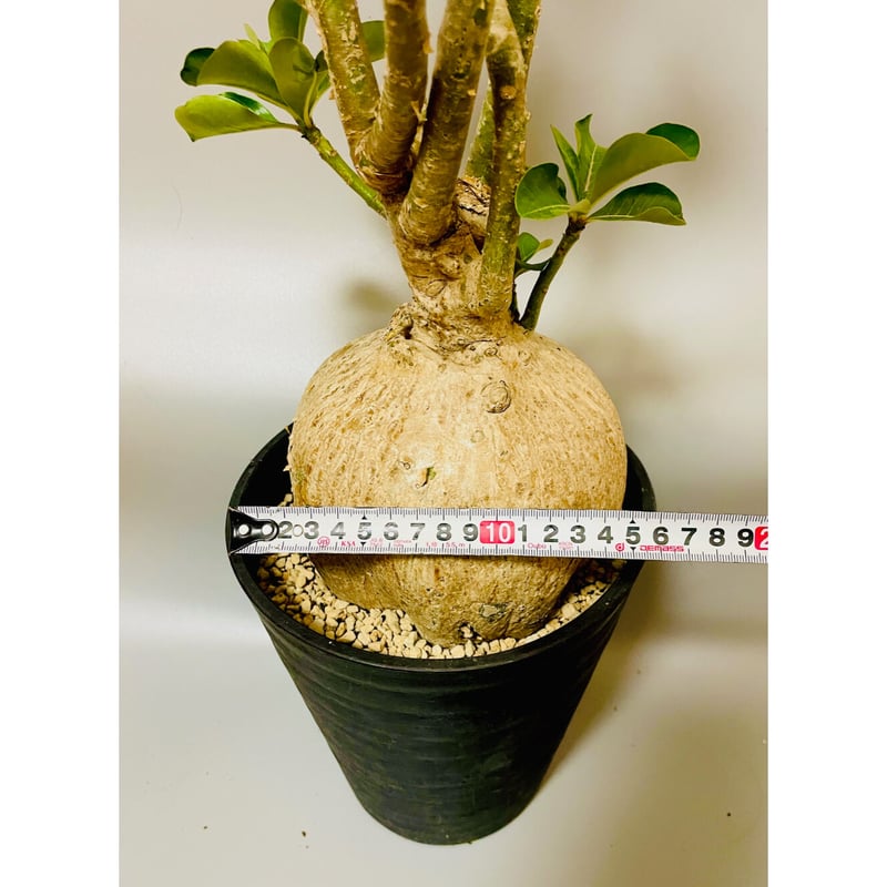 58. 丸 良形 Adenium somalense アデニウム ソマレンセ 塊根植物