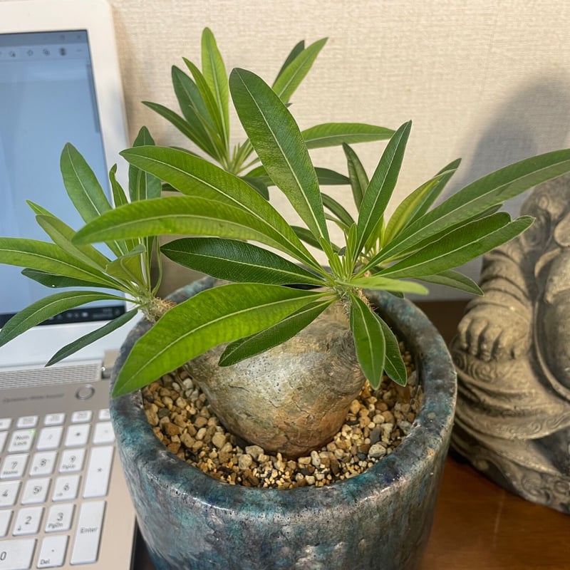 パキポディウム グラキリス | 奇木怪塊