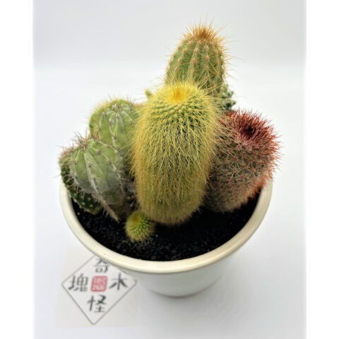 サボテン寄せ植え（中鉢） | 奇木怪塊