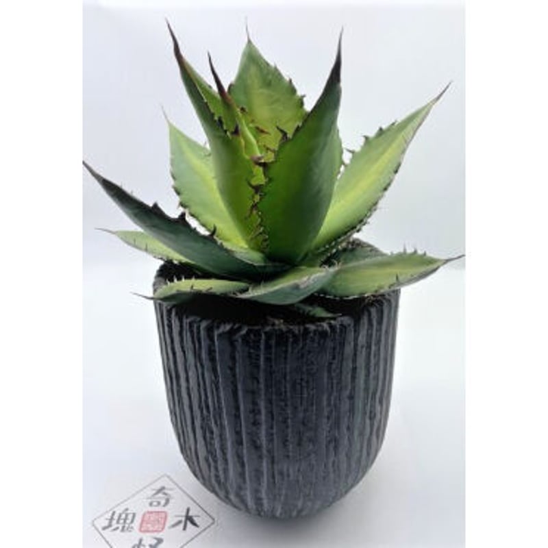 アガベ　チタノタ　実生 アガベ 特選極厚トップ ブルー チタノタブルー実生 DB05 | アガベ専門