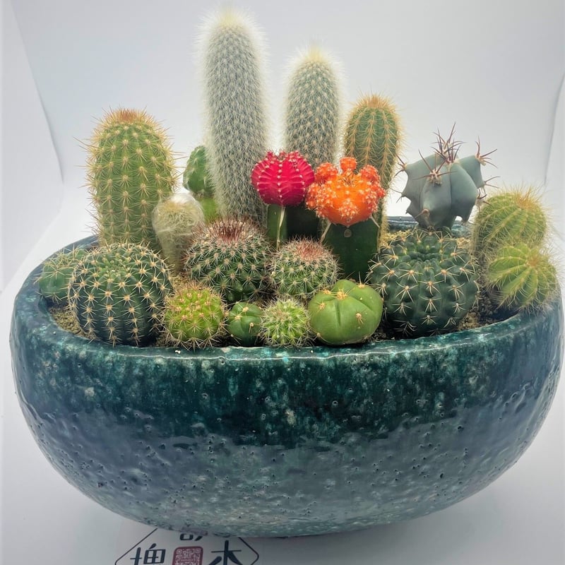サボテン寄せ植え（大） | 奇木怪塊