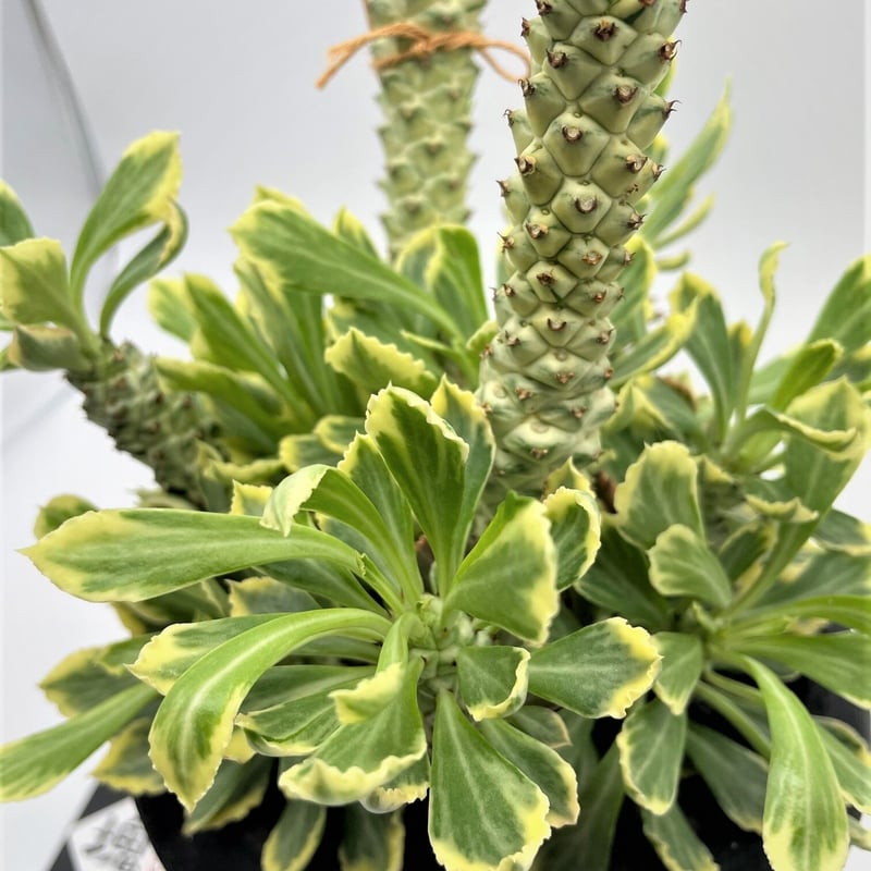 多肉植物^o^  希少❣️リチェイ錦 リチェイ錦 | 奇木怪塊