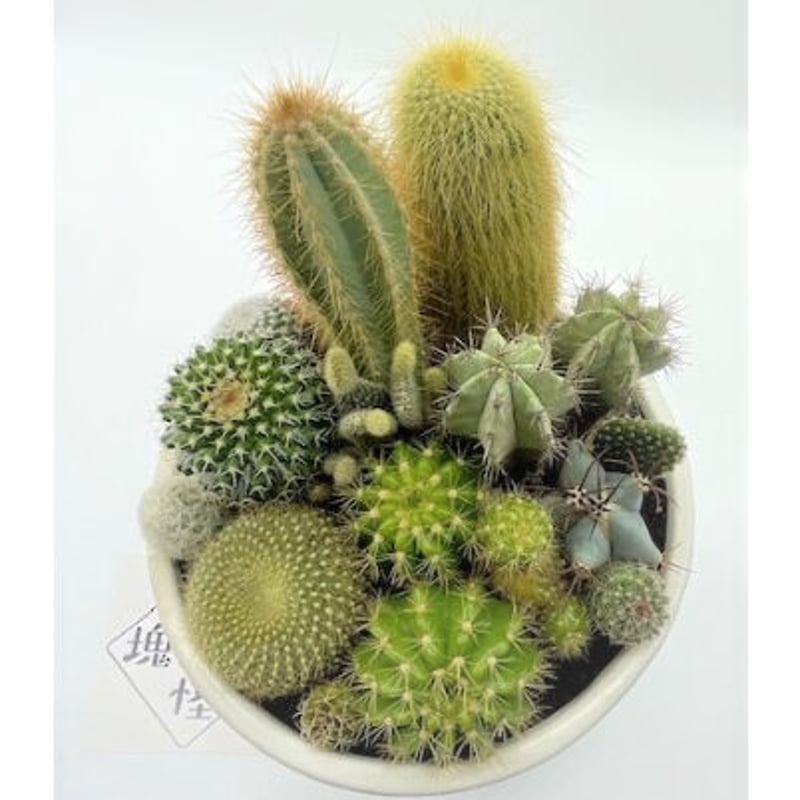 サボテン寄せ植え（中鉢） | 奇木怪塊