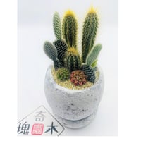 サボテン寄せ植え（小）