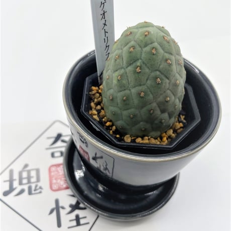 サボテン　ゲオメトリクス