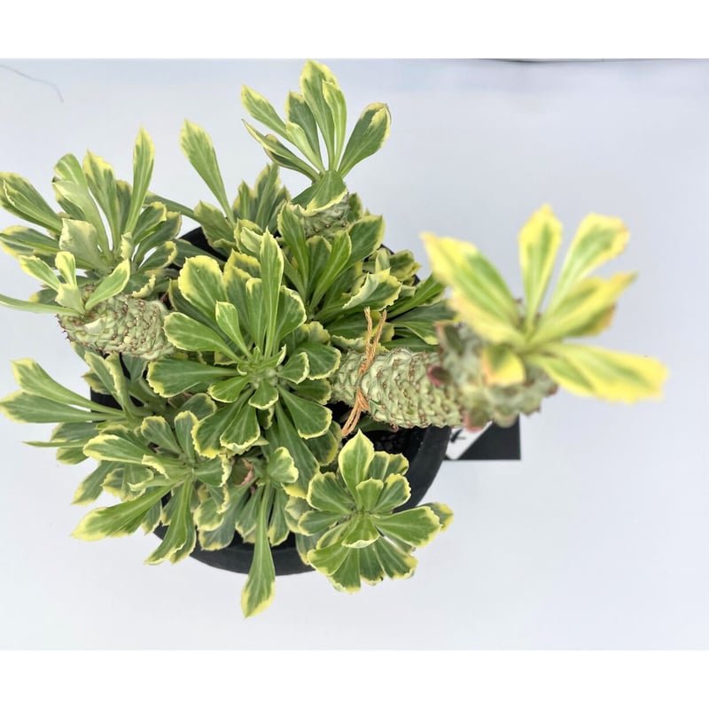 リチェイ錦 | 奇木怪塊