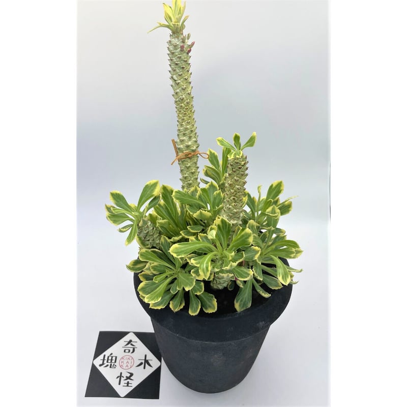 多肉植物^o^  希少❣️リチェイ錦 リチェイ錦 / Monadenium | 多肉植物の専門店 solxsol