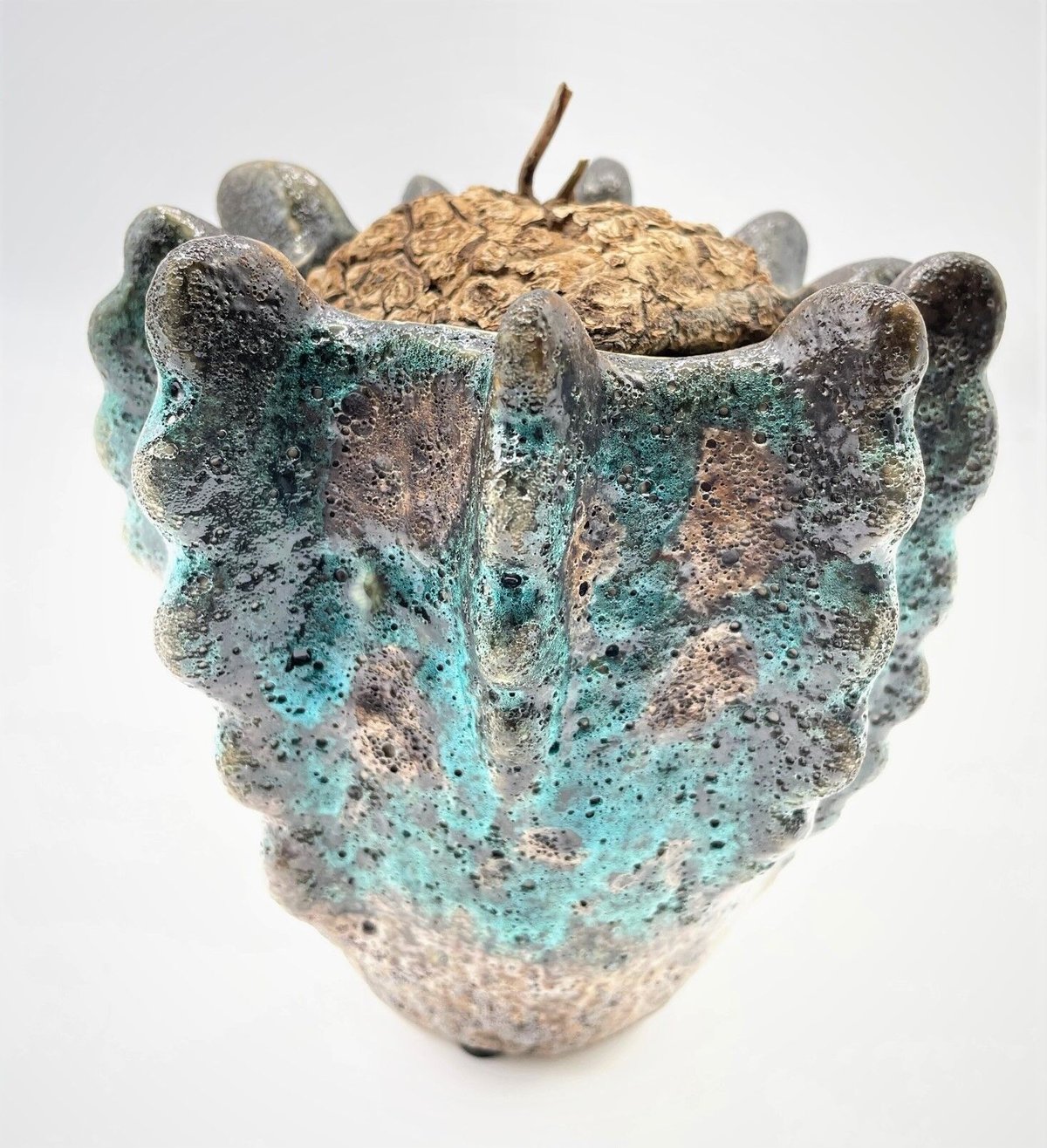 メキシコ亀甲竜 | 奇木怪塊