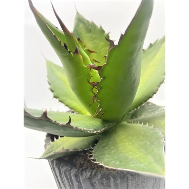 アガベ チタノタ（実生） | 奇木怪塊