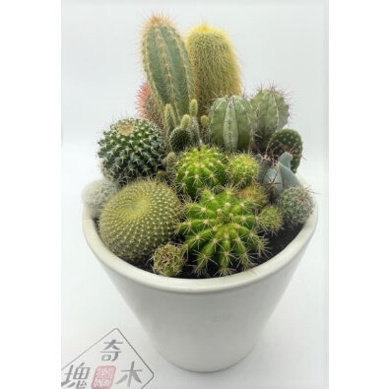 サボテン寄せ植え（中鉢） | 奇木怪塊