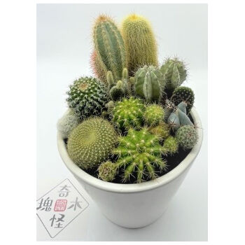 サボテン寄せ植え（中鉢） | 奇木怪塊