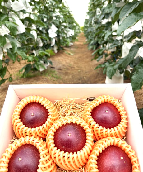 宮古島産「パッションフルーツ」大玉5-8個Set