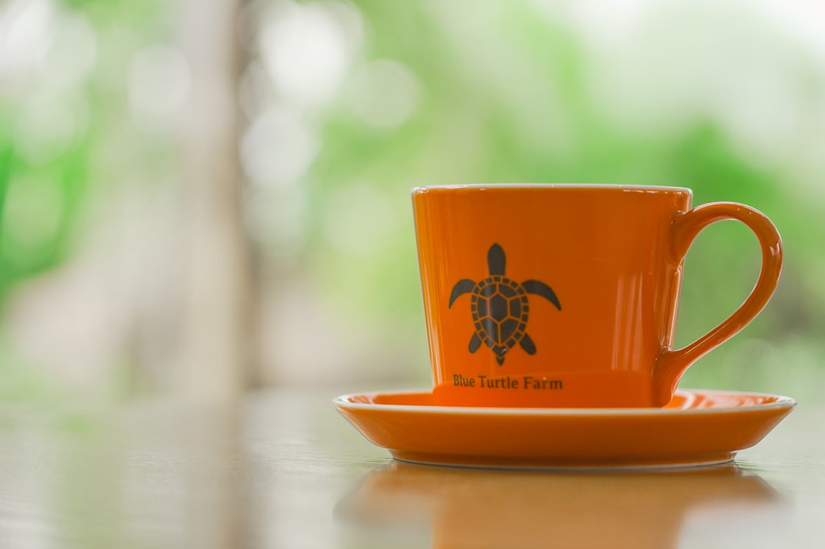 Blue Turtle Farm オリジナルカップ＆ソーサーSET 鮮やかオレンジ | Blu