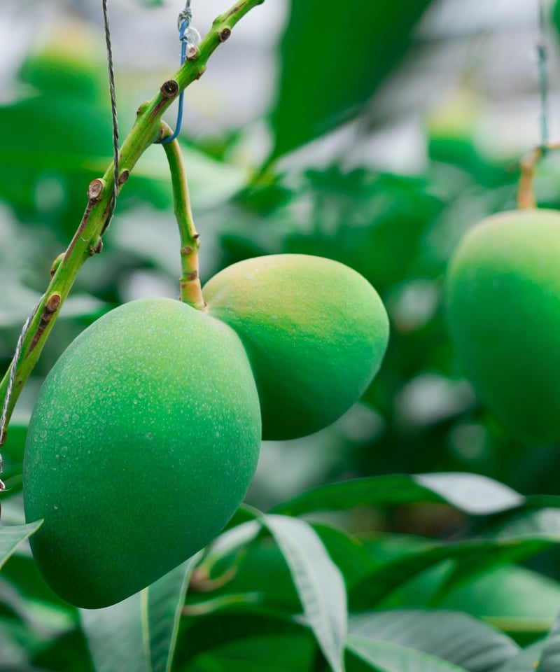 宮古島産「巨果・幻のキーツマンゴー」2玉 | Blue Turtle Farm