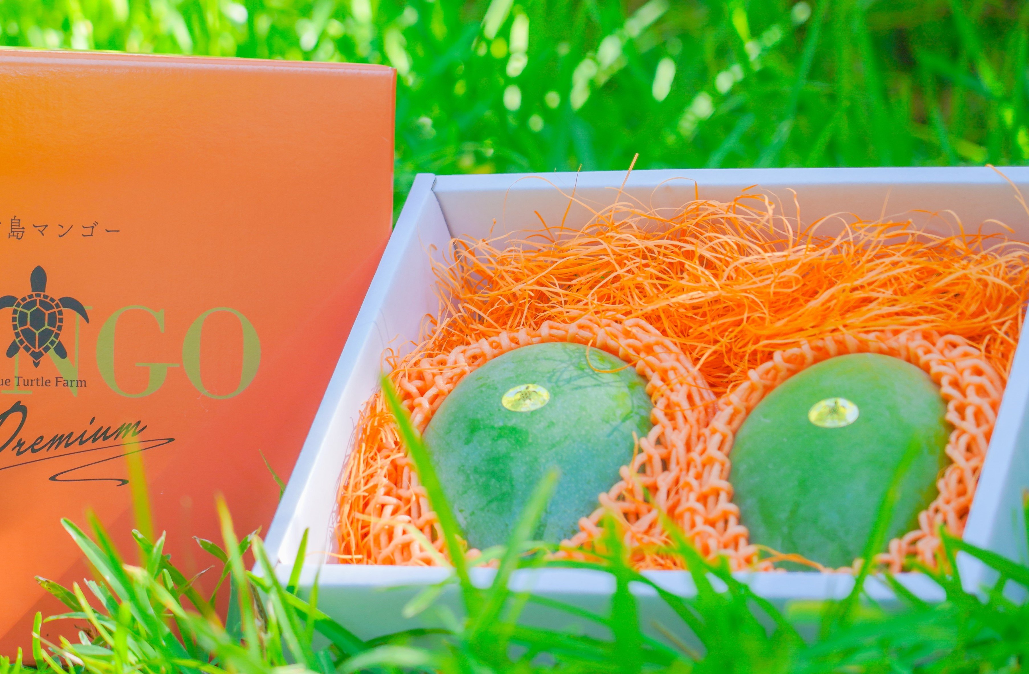 宮古島産「巨果・幻のキーツマンゴー」2玉 | Blue Turtle Farm & Mango