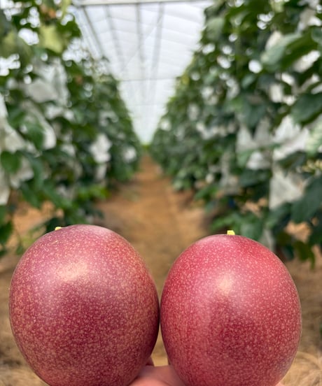 宮古島産「パッションフルーツ」大玉5-8個Set