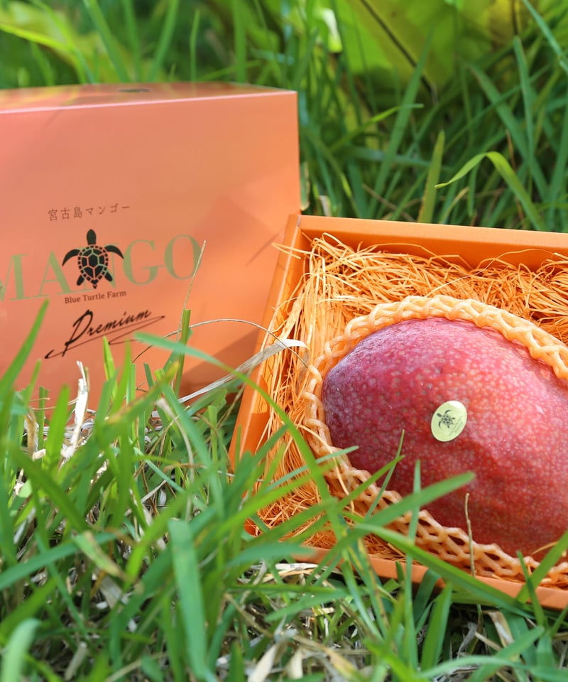 宮古島産「幻の幻・玉文Gyokubunマンゴー」1大玉 限定品 | Blue