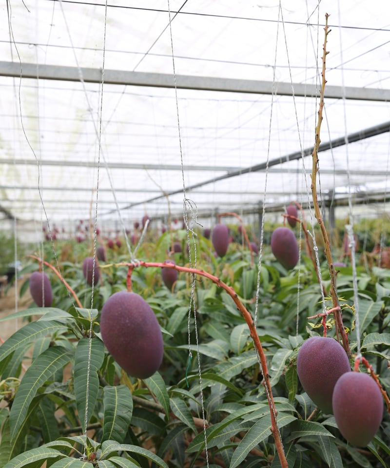 ◆限定1個◆高品質竜亀玉石彫刻 とうもろこし　コレクション 送料無料　本物保証 ◇限定1個◇高品質竜亀玉石彫刻 とうもろこし コレクション 送料