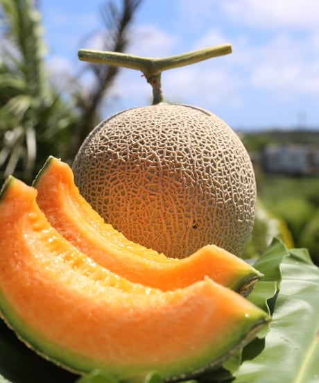 ITEM | Blue Turtle Farm & Mango Cafe