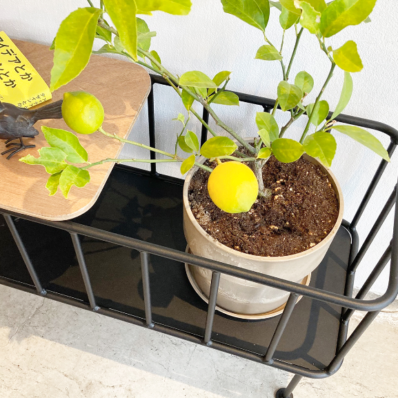 JOHN サイドテーブル | SALT(ソルト)公式インテリアオンラインショップ