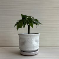 プランポット（炭貫入）筒