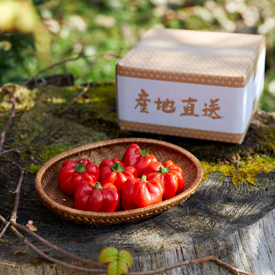 AKA かぐら南蛮 300g | MAKIHATA KOUBOU