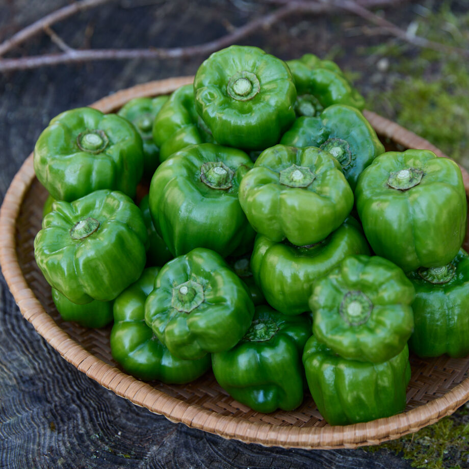 MIDORI かぐら南蛮 1kg | MAKIHATA KOUBOU