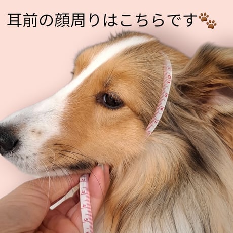 【ペット】わんバイザー　ブラック×ミニーちゃん風リボン