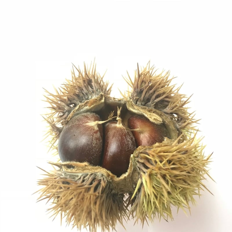 あまぐり和紅茶 美栗 チャック袋 10P入 [MSB10] | あまぐりFactory