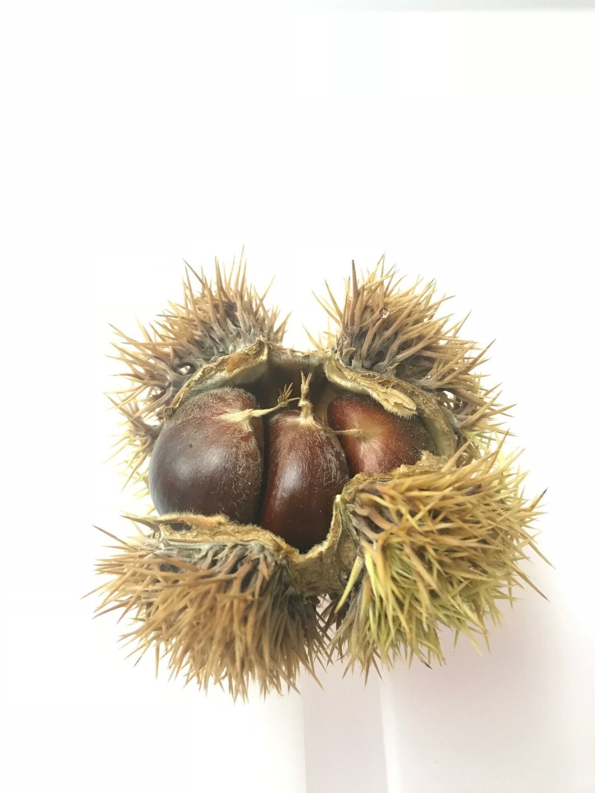 あまぐり和紅茶 美栗 チャック袋 10P入 [MSB10] | あまぐりFactory