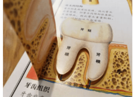 【人体図鑑】人体絵本(めくるしかけ図鑑)　大型