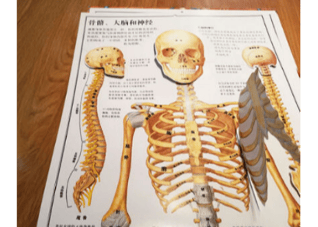 【人体図鑑】人体絵本(めくるしかけ図鑑)　大型