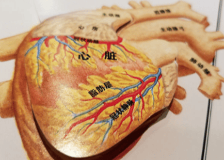 【人体図鑑】人体絵本(めくるしかけ図鑑)　大型