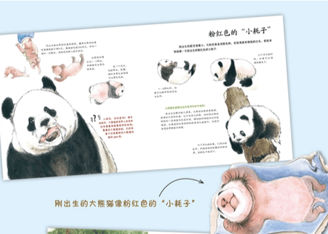 【絵本】 哇! 大熊猫　　※かわいいイラストのパンダ解説本です。