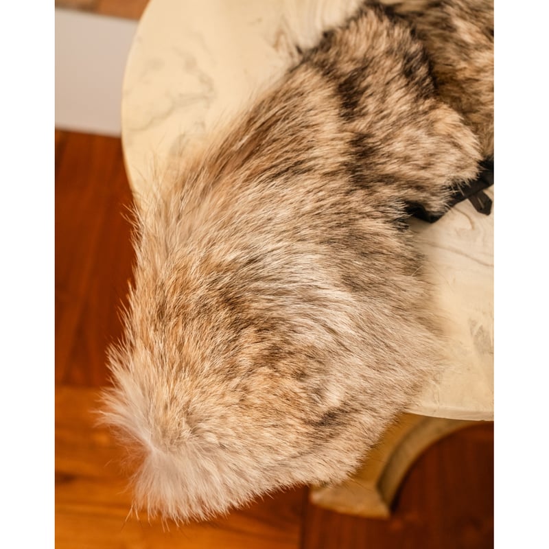 NICENESS COYOTE | MusterWerk