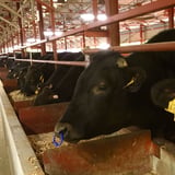 KOBE meat farmers