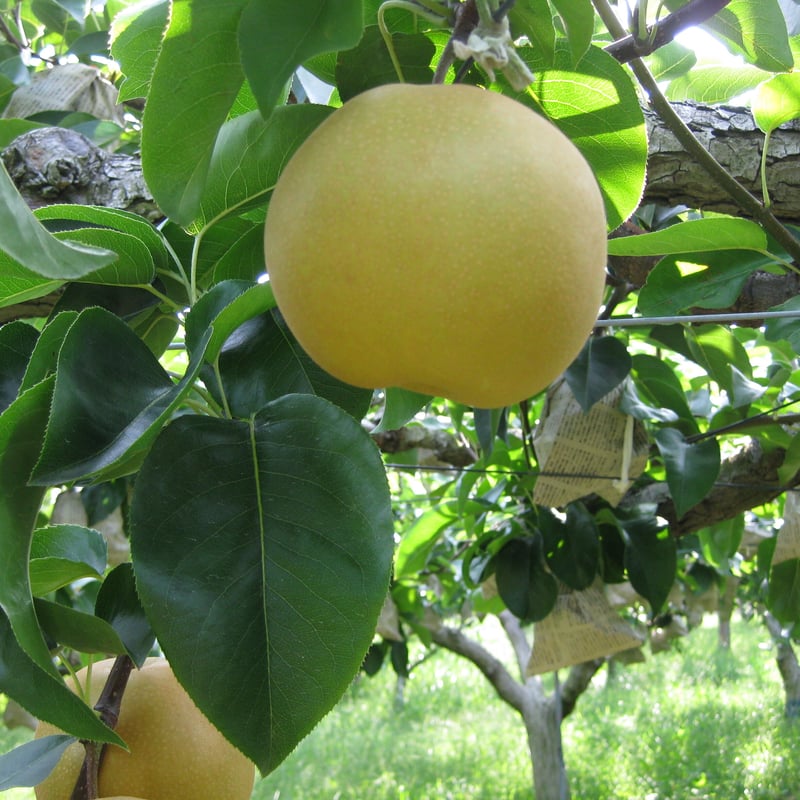 岡山県矢掛町産「豊水梨」贈答品約4キロ ※発送時期8月下旬～9月下旬